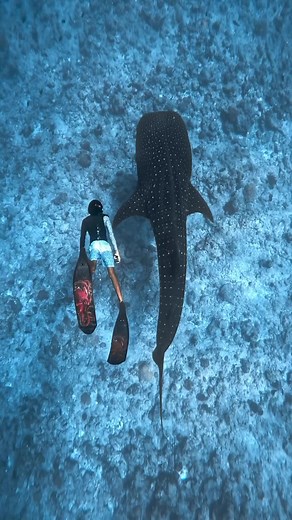 Diving into a world of wonder, swimming alongside gentle giants. ♥️ | UNIQ