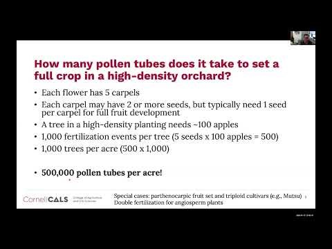 Pollen Tube Growth Model
