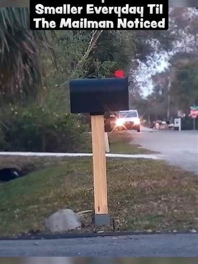 Mailbox Shenanigans! #USPS #mailbox #fun #laughter | mailbox