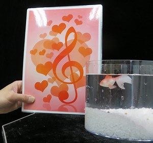 ハート・フィッシュ/解説DVD付き-マジックショップ マジックファンタジア