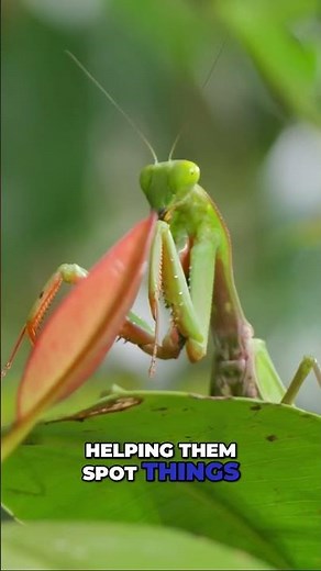 Praying Mantis sees with super-powered vision 👀 #bugs