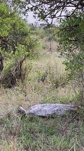 #safariencounters #safariadventure #python #safari #naturevibes | Moochi Kaneba
