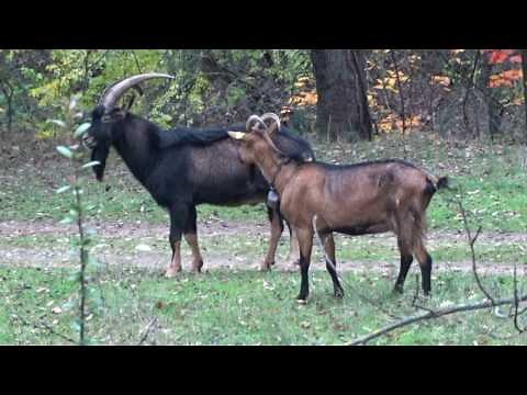 Le bouc et la chèvre du Bois des Naix