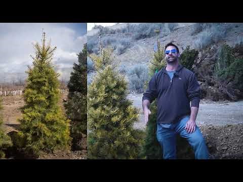 Abies concolor Wintergold White Fir video