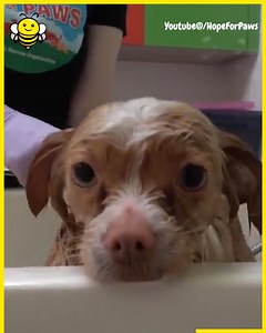 19K views · 1.1K reactions | After being left alone and with rescue centres ignoring the calls for help, This dog finally gets saved!  | Happiest | Facebook