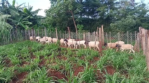 Discover Dorper Sheep Farming in Eldoret City