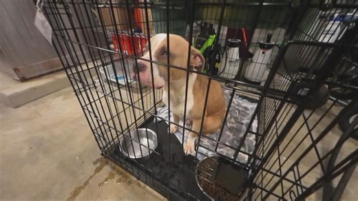 Overrun Cleveland Kennel in desperate need of adopters; lowers fees