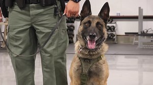 INSIDE K-9! The LVMPD K-9 section consists of 17 Police Officers, 3 Police Sergeants, and 28 working Police Dogs. Skilled in various tasks, such as narcotics and explosive detection, as well as suspect location and apprehension, these K9s play a crucial role in public safety. Typically, K-9 Officers remain paired with the same human partner throughout their career. They are brought home with each Officer, which helps with bonding and allows for quick responses to dynamic events within a moment's