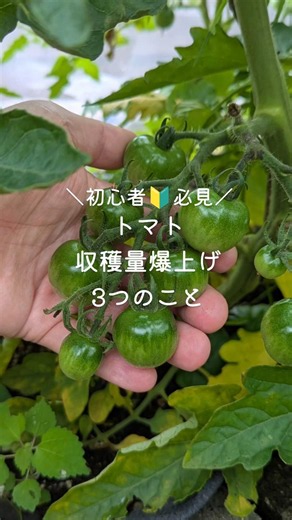 3 Ways to Skyrocket Your Tomato Yield #Gardening #Garden #Tomatoes #Field #HowToGrow