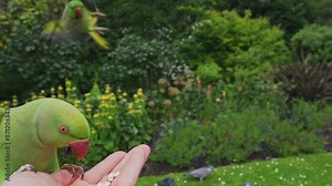 Feeding green London Parrot in the park. Close up view of the rose-ringed parakeet or Psittacula krameri, also known as the ring-necked parakeet, is a medium-sized parrot.
