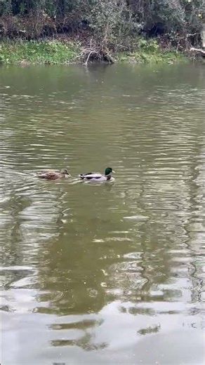 نهر كريدت - كندا Credit River - Canada