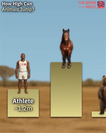 How high different animals can jump — from the record-breaking leaps of cougars and kangaroos to the surprising jumps of cows, and even humans for reference. Each animal is ranked by its maximum vertical jump, revealing some incredible abilities you might not expect. Did you know? 🎓 | Nwanne Mark