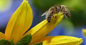 Pollinator Week: 3 Easy ways to protect bees, butterflies, and other insects