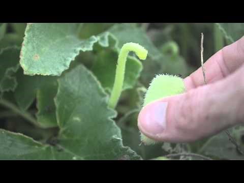 EXPLODING SEED PODS! SEED PODS EXPLODES WHEN TOUCHED!