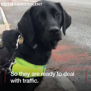 Welcome to Guide Dog School 🐕😍 | BBC Dorset
