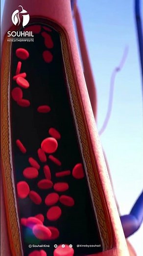 Découvrez le flux de la vie : La circulation sanguine expliquée 🩸