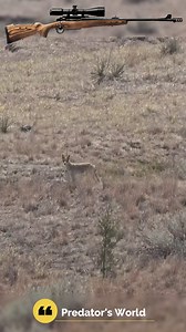 314K views · 1.9K reactions | Hunting Stories from the Great Outdoors #hunting #outdoors #hunt #hunter #deerhunting #huntingseason #fishing #bowhunting #huntinglife #deer | Predator's World | Facebook