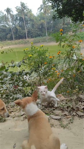 Cat vs Puppy it's play time #cat #entertainment