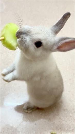 The CRUNCHY Grail!🏆🐰Celtuce Stem ASMR (No Talking)#shorts #asmr #rabbit #bunny #crunchy #うさぎ #토끼