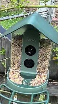 Conclusion and Final Thoughts on the Smart Bird Feeder