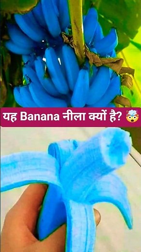 The Banana That’s BLUE Inside! 😱💙 | Blue Java Banana Explained #shorts
