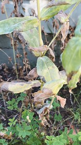 The easiest way to garden, guaranteed! 🙌 No bending, weeding, or guesswork ✅ Just add plants, water, and sunlight 🌱 | EarthBox