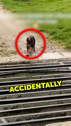 The dog that fell through the cattle grid 😱 #shorts