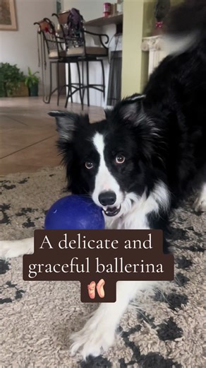 Dance your heart out little ballerina #dogsoftiktok #bordercollie #doglife #dogmom #funnydog