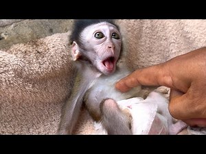 This Baby Monkey’s Tickle Reaction Is Too Funny! 🐒😂