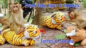 8.2K views · 369 reactions | Fake Tiger Prank Real Monkey So Funny in 2020 / Fake Tiger Prank Abandoned Torres & Chubby Sovana | Pigtail Monkey Daily | Facebook