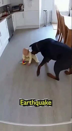 💥Earthquake—pure guardian instinct: Dog shields the baby 🐶🛡️👶