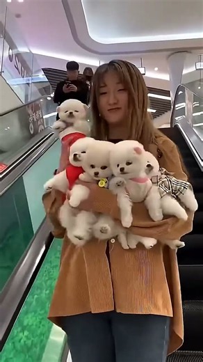 Teacup Pomeranian Puppies Cute Dogs Short Video