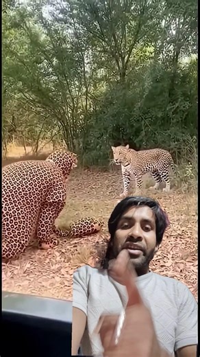 cheetah versus man 🤣 #shorts #tiger #shortsvideo #viralshorts #trendingreels