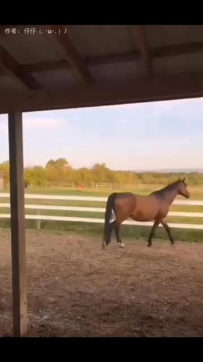 305K views · 8.8K reactions | 〔馬是生氣？還是焦慮？〕...