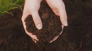 Indoor gardening tips for beginners