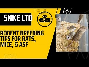 EVERYTHING YOU NEED TO KNOW ABOUT BREEDING RODENTS FOR BALL PYTHON FOOD. RATS, MICE, ASF!