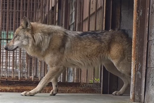 South Korean wolf’s escape inspires bread, billboards, and crypto coin