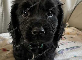 Stunning Cocker Spaniel