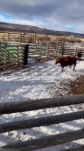 667K views · 3.6K reactions | It’s all fun and games until you get a cow in the corral that really doesn’t want to be there!It’s like I told @mccoysaddlery when he started working for us: You’re not in constant danger at the ranch, but there is usually an element of “adventure”!Usually, you can protect yourself if you pay attention, but you should pay attention!Have you ever been chased by an animal? | Rancher Ryan | Facebook