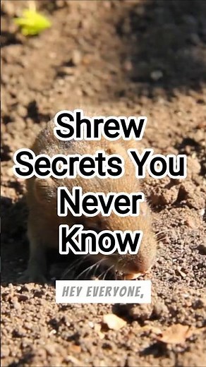 Shrew Secrets You Never Knew