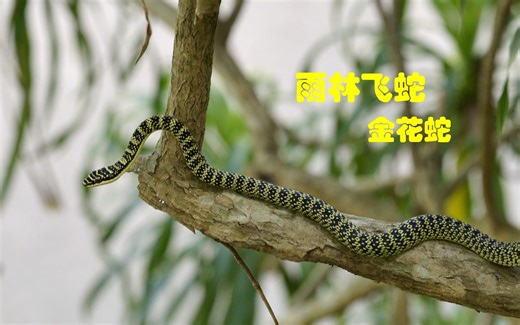 金花蛇：雨林中会飞的蛇