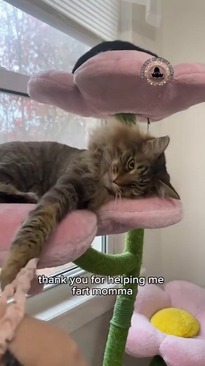 6.8K views · 413 reactions | Cat burps and farts 藍藍藍 | 3 Southern Cats | Facebook