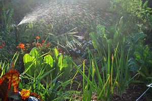 How to Design a Permaculture Backyard: Step by Step Instructions | GroCycle