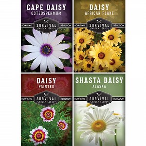 4 Daisy Seed Collection - Full Sun Perennial Flower Seeds