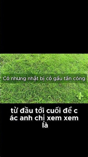 Thuốc Diệt Cỏ Gấu Tận Gốc! Halo Plus diệt cỏ gấu mọc lẫn vào cỏ nhung nhật sân vườn #shorts