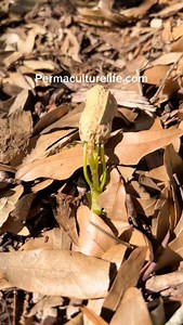Peanut sprouting #peanut #peanutplant #growingpeanuts #andrethefarmer #gardening | Andre The Farmer