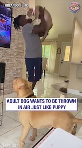 971K views · 24K reactions | Doggo heard somewhere that age is just a number  | 5-Minute Crafts USA | Facebook