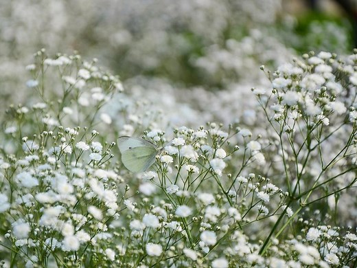 How To Grow Baby’s Breath Flowers - Bunnings Australia