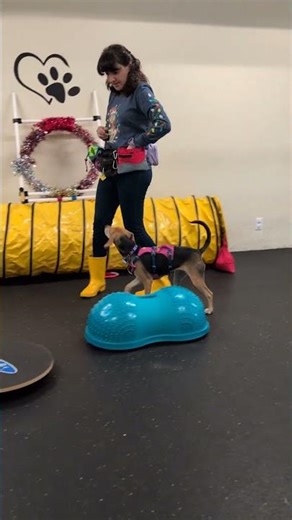 Dancing for Smiles — Canine Musical Freestyle Workshop