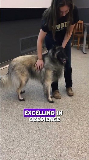 Meet the Amazing Belgian Sheepherding Dogs Malinois, Tervuren, Laekenois & More ! #doglover